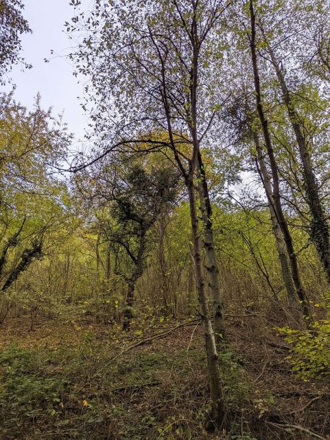 Blick auf Verkaufsflurstück und Umgebung - Waldfläche oberhalb von Wohnbebauung im Oberen Mittelrheintal