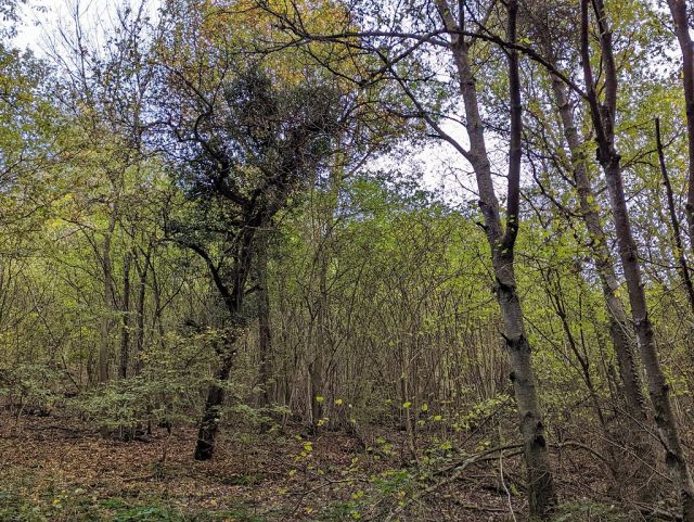 Blick auf Verkaufsflurstück und Umgebung - Waldfläche oberhalb von Wohnbebauung im Oberen Mittelrheintal