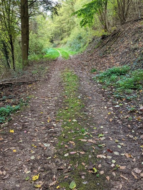 Weg vor dem Verkaufsflurstück - Waldfläche oberhalb von Wohnbebauung im Oberen Mittelrheintal