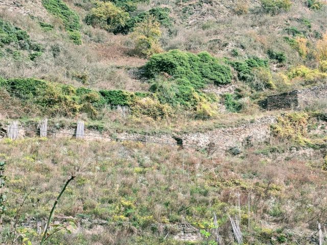Blick auf das Verkaufsgrundstück und die Umgebung - Brachliegender, ehemaliger Weinberg in der Weinbaulage ´Pommerner Rosenberg´ oberhalb der Mosel