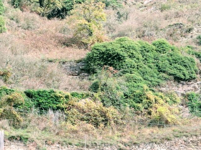 Blick auf das Verkaufsgrundstück - Brachliegender, ehemaliger Weinberg in der Weinbaulage ´Pommerner Rosenberg´ oberhalb der Mosel