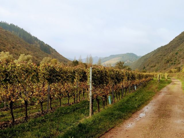 Blick in die Umgebung - Brachliegender, ehemaliger Weinberg in der Weinbaulage ´Pommerner Rosenberg´ oberhalb der Mosel