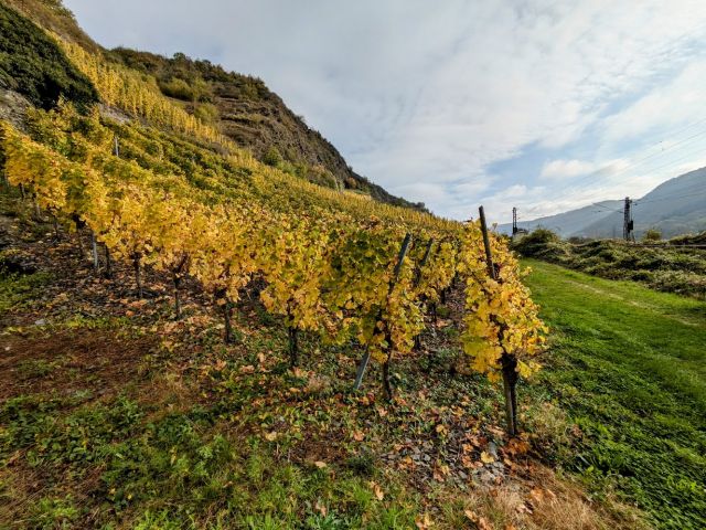 Blick vom Verkaufsgrundstück auf angrenzenden Weinberg - Vertragsfreies Grundstück neben und oberhalb von Weinbergen in der Weinbaulage ´Pommerner Rosenberg´