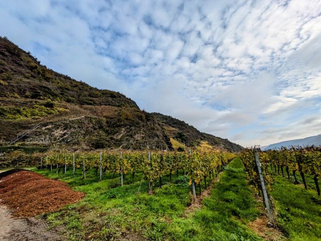 Blick auf Verkaufsfläche und Umgebung - Vertragsfreies Grundstück neben und oberhalb von Weinbergen in der Weinbaulage ´Pommerner Rosenberg´