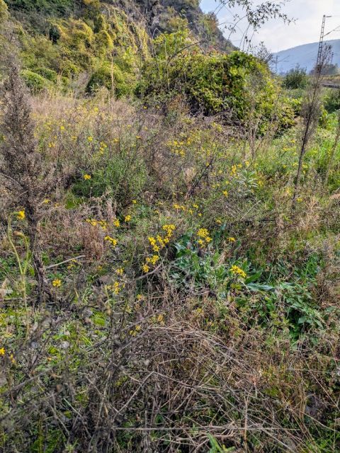 Blick auf Verkaufsflurstück 362/70 und Umgebung - Zwei Flächen in der Weinbaulage  ́Pommerner Rosenberg´, teilweise ehemalige Weinbergsterrassen