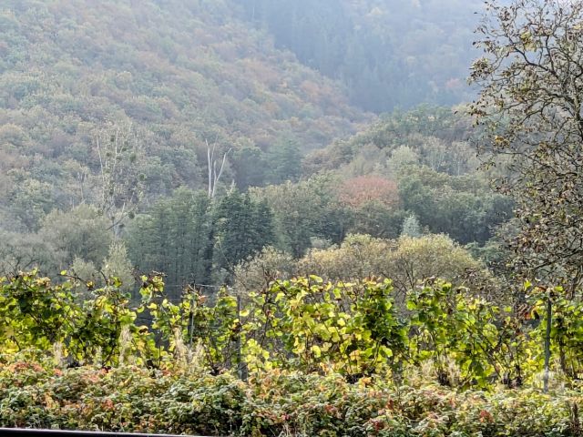 Blick vom Verkaufsflurstück 362/70 in die Umgebung - Zwei Flächen in der Weinbaulage  ́Pommerner Rosenberg´, teilweise ehemalige Weinbergsterrassen
