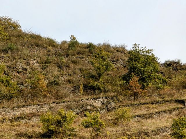 Blick auf Verkaufsflurstück 421/164 und Umgebung - Zwei Flächen in der Weinbaulage  ́Pommerner Rosenberg´, teilweise ehemalige Weinbergsterrassen