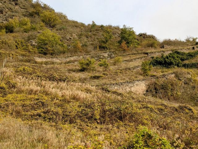 Blick auf Verkaufsflurstück 421/164 und Umgebung - Zwei Flächen in der Weinbaulage  ́Pommerner Rosenberg´, teilweise ehemalige Weinbergsterrassen