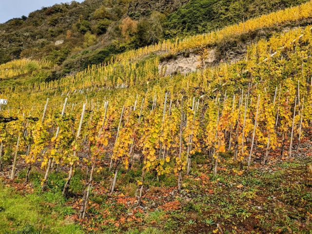 Blick auf den in der Nähe liegenden Weinberg - Zwei Flächen in der Weinbaulage  ́Pommerner Rosenberg´, teilweise ehemalige Weinbergsterrassen