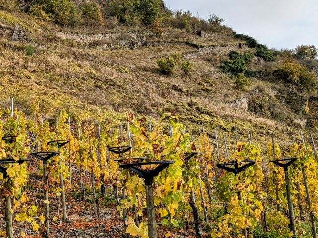 Blick vom in der Nähe liegenden Weinberg Richtung Verkaufsflurstück 421/164 und auf die Umgebung - Zwei Flächen in der Weinbaulage  ́Pommerner Rosenberg´, teilweise ehemalige Weinbergsterrassen