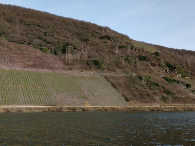 Blick auf den Verkaufsgegenstand - Ufernaher Weinberg an der Mosel **Rebsorte Riesling**