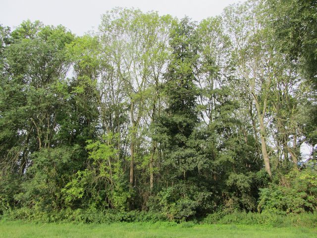 Blick auf Verkaufsfläche und Umgebung - Überwiegend Forstwirtschaftsfläche - 9 teilweise zusammenhängende Flurstücke mit insgesamt über 2,2 ha