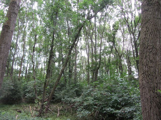 Blick auf Verkaufsfläche und Umgebung - Überwiegend Forstwirtschaftsfläche - 9 teilweise zusammenhängende Flurstücke mit insgesamt über 2,2 ha