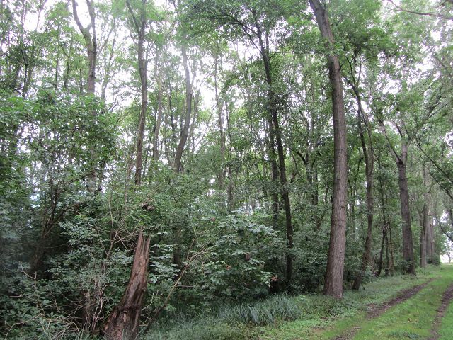 Blick auf Verkaufsfläche und Umgebung - Überwiegend Forstwirtschaftsfläche - 9 teilweise zusammenhängende Flurstücke mit insgesamt über 2,2 ha