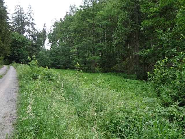 Blick auf Flurstück 87/3 und Umgebung - Aufnahme aus 2018 - 3 vertragsfreie Flächen im Naturpark Thüringer Schiefergebirge-Obere Saale