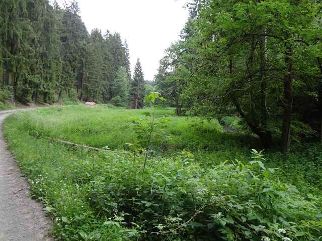 Blick auf Flurstück 87/3 und Umgebung - Aufnahme aus 2018 - 3 vertragsfreie Flächen im Naturpark Thüringer Schiefergebirge-Obere Saale
