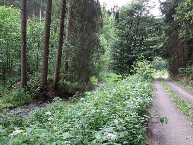 Blick auf Flurstück 87/3 und Umgebung - Aufnahme aus 2018 - 3 vertragsfreie Flächen im Naturpark Thüringer Schiefergebirge-Obere Saale