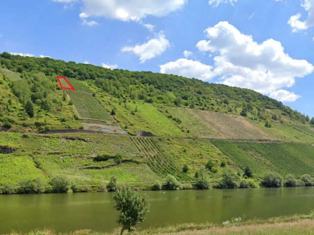 Ungefähre Lage Verkaufsfläche und Umgebung - Vertragsfreier Weinberg mit den Rebsorten Riesling und Regent **in altem Weinort an der Mittelmosel**