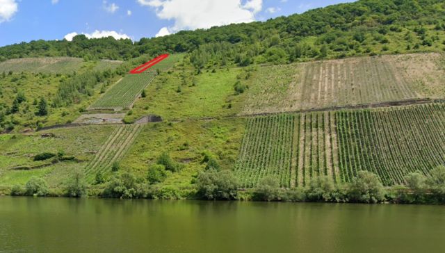 Ungefähre Lage Verkaufsfläche und Umgebung - Vertragsfreier Weinberg mit den Rebsorten Riesling und Regent **in altem Weinort an der Mittelmosel**
