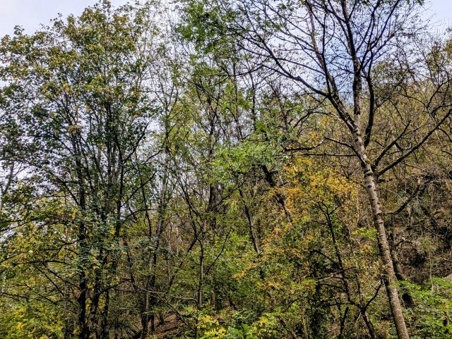 Blick auf den Verkaufsgegenstand - Vertragsfreie Waldfläche an der Endertstraße