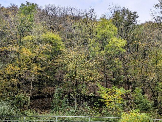 Umgebung - Vertragsfreie Waldfläche an der Endertstraße