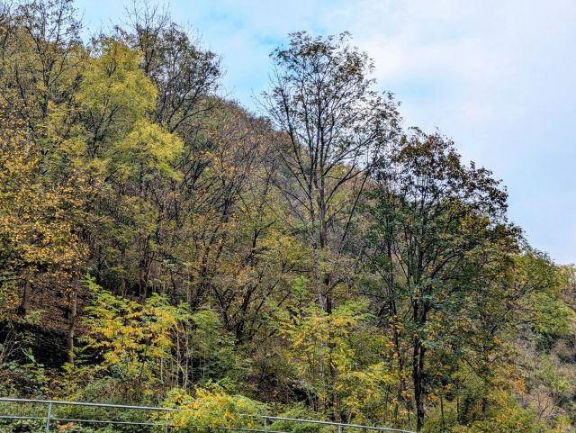 Umgebung - Vertragsfreie Waldfläche an der Endertstraße