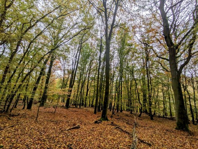 Verkaufsgegenstand - Vertragsfreie Waldfläche im Klotten-Treiser Moseltal