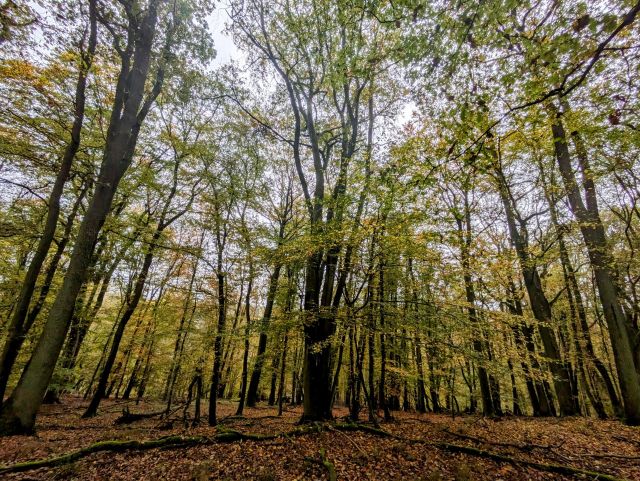 Verkaufsgegenstand - Vertragsfreie Waldfläche im Klotten-Treiser Moseltal