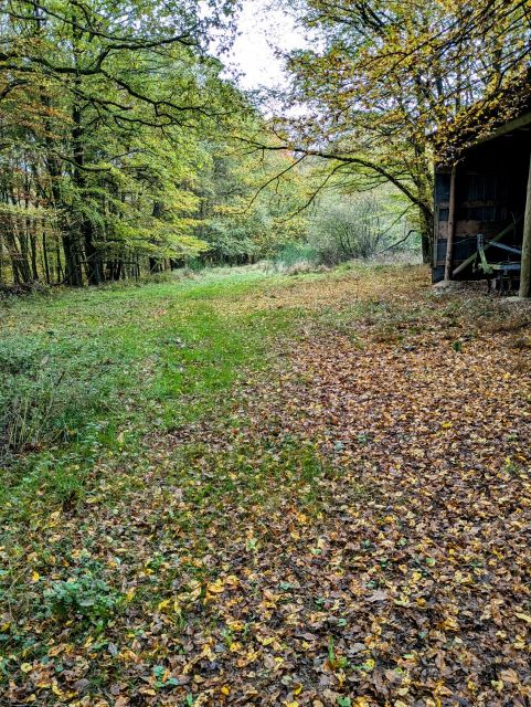 Umgebung - Weg nahe des Verkaufsgegenstandes - Vertragsfreie Waldfläche im Klotten-Treiser Moseltal