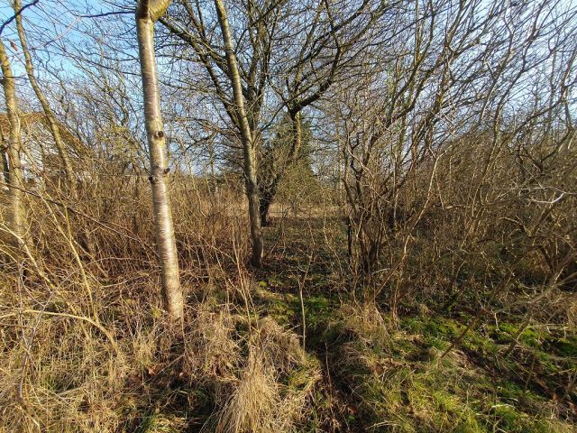 Blick auf Verkaufsfläche - Vertragsfreies Grundstück im Innenbereich von Langhagen in der Mecklenburgischen Seenplatte - Bauplatz