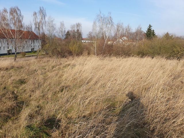 Blick von der Verkaufsfläche auf die Umgebung - Vertragsfreies Grundstück im Innenbereich von Langhagen in der Mecklenburgischen Seenplatte - Bauplatz