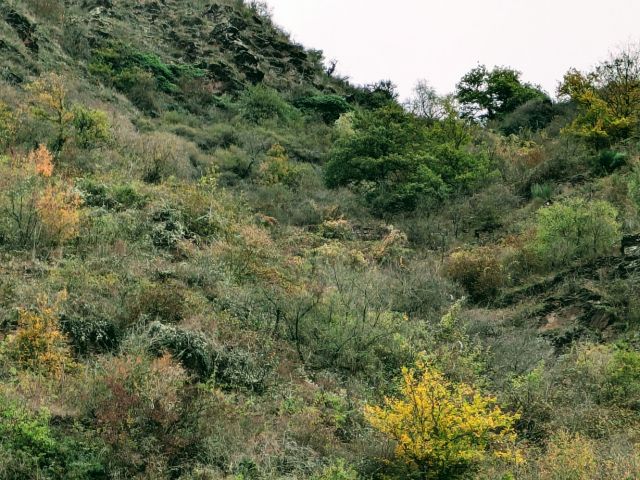 Blick auf Flurstück 678/219 der Flur 10 - Vertragsfreie Waldflächen im Moseltal östlich von Klotten