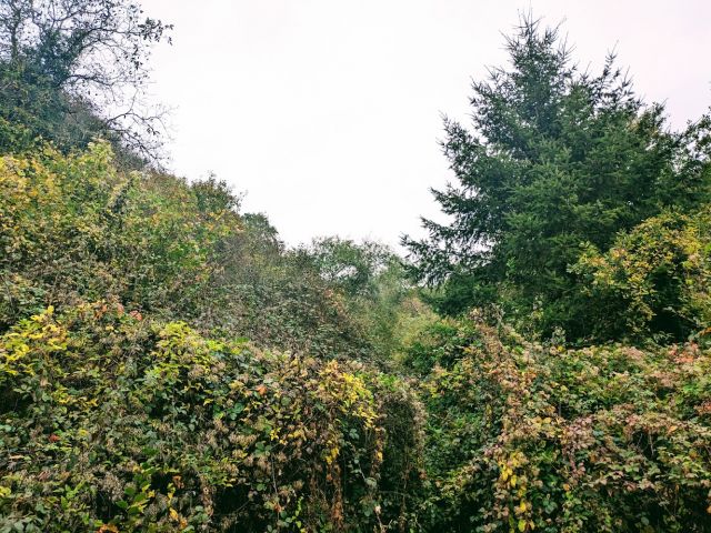 Ungefähre Lage der übrigen Flurstück - Vertragsfreie Waldflächen im Moseltal östlich von Klotten