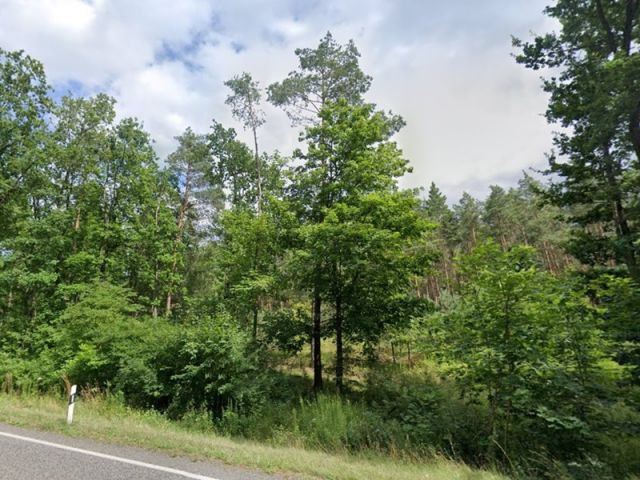 Blick von der L303 auf das Waldgebiet und Richtung Verkaufsfläche - Waldstreifen mit über 8.700 m² und kleine Splitterfläche im Speckgürtel von Berlin
