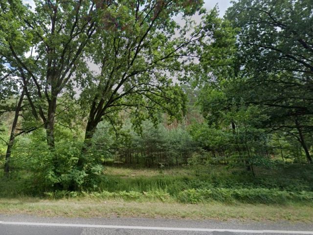 Blick von der L303 auf das Waldgebiet und Richtung Verkaufsfläche - Waldstreifen mit über 8.700 m² und kleine Splitterfläche im Speckgürtel von Berlin