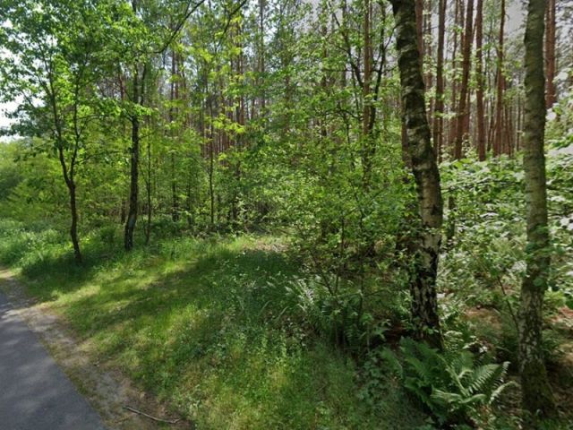 Blick auf Verkaufsfläche und Umgebung - Grundstücksstreifen innerhalb eines großen Waldgebietes in der Märkischen Schweiz - teilweise Waldweg