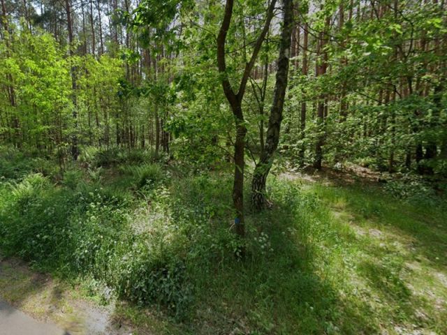Blick auf Verkaufsfläche und Umgebung - Grundstücksstreifen innerhalb eines großen Waldgebietes in der Märkischen Schweiz - teilweise Waldweg