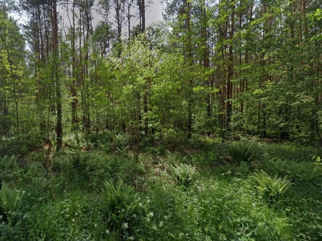 Blick auf Verkaufsfläche und Umgebung - Grundstücksstreifen innerhalb eines großen Waldgebietes in der Märkischen Schweiz - teilweise Waldweg