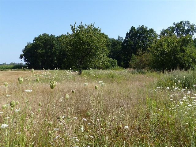 Blick auf Verkaufsfläche und Umgebung - Grünland- und Ackerfläche teilweise mit Strauch- und Baumbewuchs in der südwestlichen Altmark