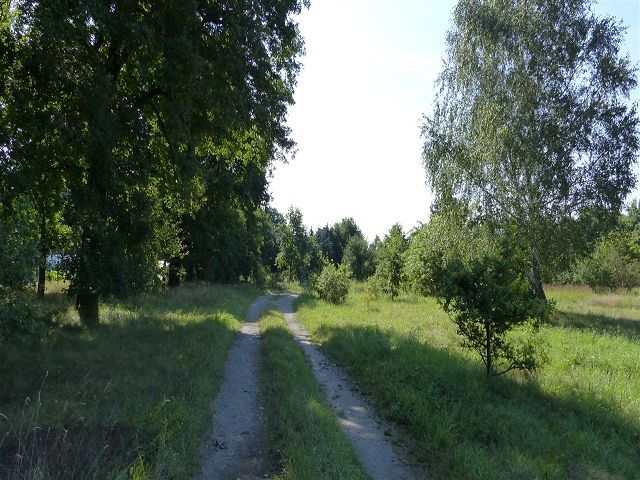 Blick auf Umgebung und Wirtschaftsweg - Grünland- und Ackerfläche teilweise mit Strauch- und Baumbewuchs in der südwestlichen Altmark