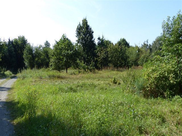 Blick auf Verkaufsfläche und Umgebung - Grünland- und Ackerfläche teilweise mit Strauch- und Baumbewuchs in der südwestlichen Altmark