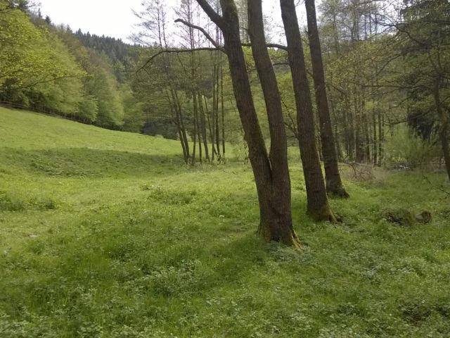 Blick auf Verkaufsfläche und Umgebung - Wiesen- und Auwaldfläche in Thüringen