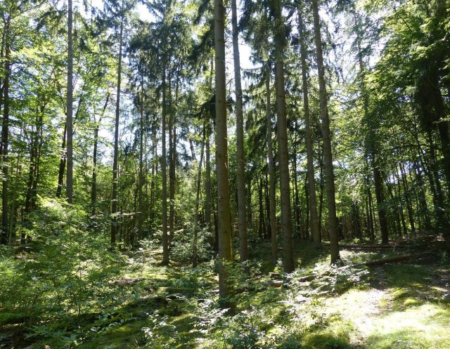 Blick auf den Verkaufsgegenstand - Vertragsfreier Kiefernwald innerhalb eines ausgedehnten Waldgebietes
