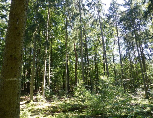 nördliche Grundstücksgrenze - Vertragsfreier Kiefernwald innerhalb eines ausgedehnten Waldgebietes