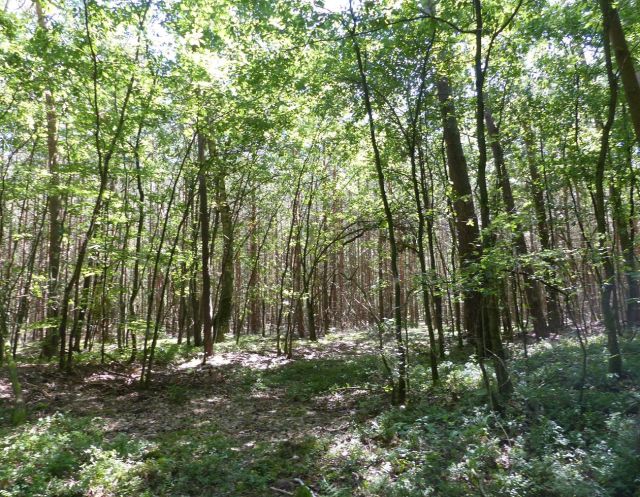 Blick auf den Verkaufsgegenstand - Vertragsfreier Kiefernwald innerhalb eines ausgedehnten Waldgebietes
