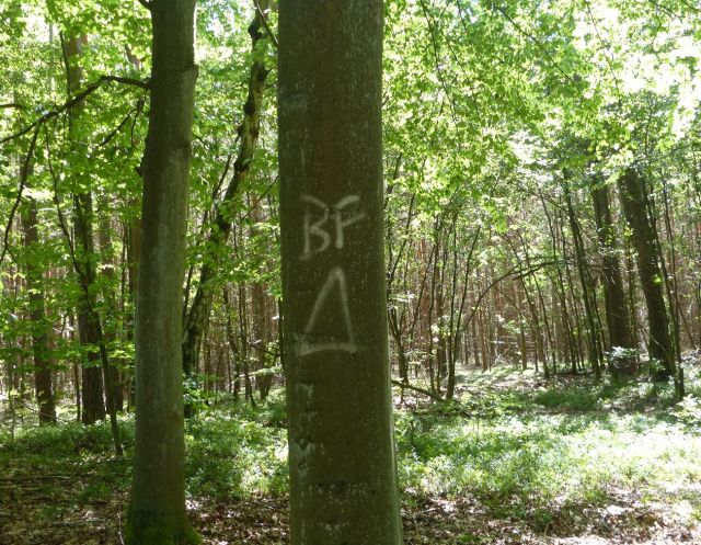 nordwestlicher Grenzpunkt - Vertragsfreier Kiefernwald innerhalb eines ausgedehnten Waldgebietes