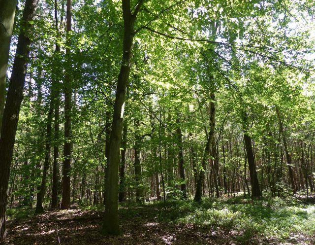 Blick von Nord nach Süd - Vertragsfreier Kiefernwald innerhalb eines ausgedehnten Waldgebietes