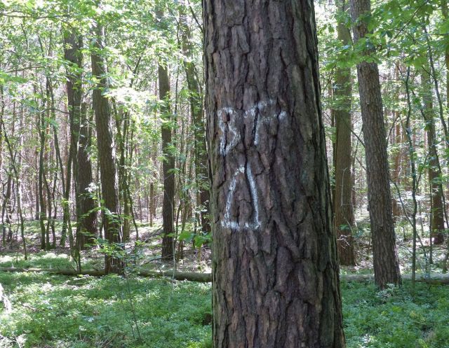 Blick von West nach Ost - Vertragsfreier Kiefernwald innerhalb eines ausgedehnten Waldgebietes