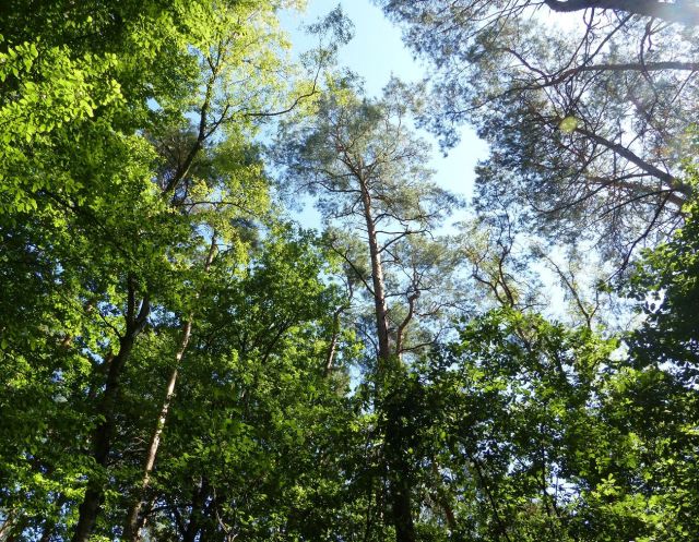 Baumbestand auf dem Grundstück - Vertragsfreier Kiefernwald innerhalb eines ausgedehnten Waldgebietes