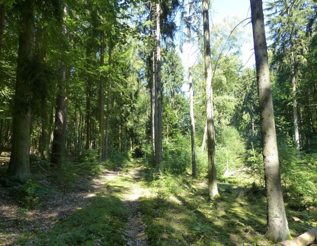 Weg von Norden zum Grundstück - Vertragsfreier Kiefernwald innerhalb eines ausgedehnten Waldgebietes